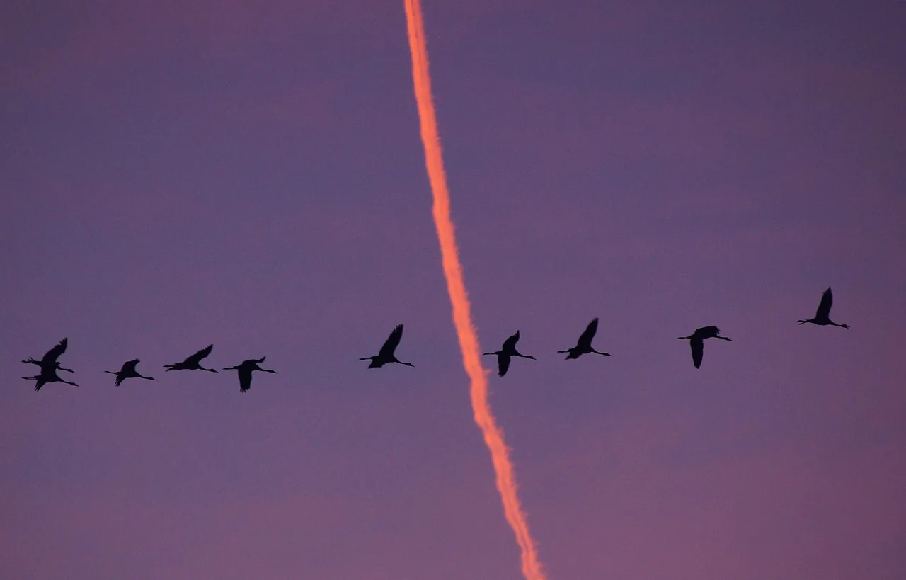 Negen kraanvogels in silhouet tegen een paarsroze avondlucht, doorkruist door een oranje contrail.