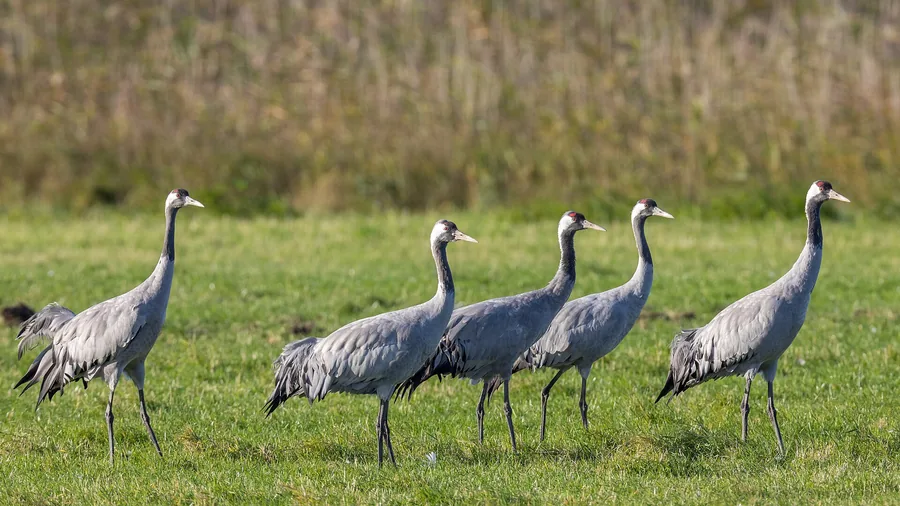 Vijf kraanvogels op een groen grasveld, met droog riet op de achtergrond.