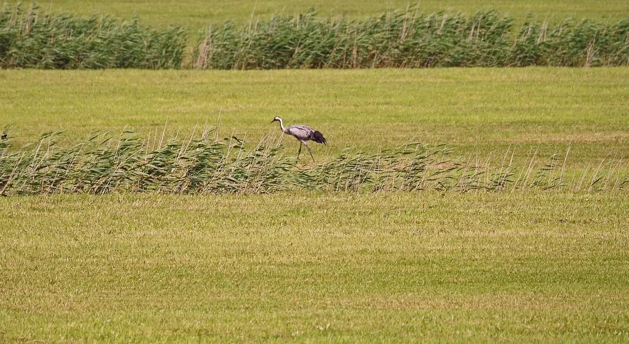 Eén kraanvogel in een breed grasland, met een rij wuivend riet op de achtergrond.