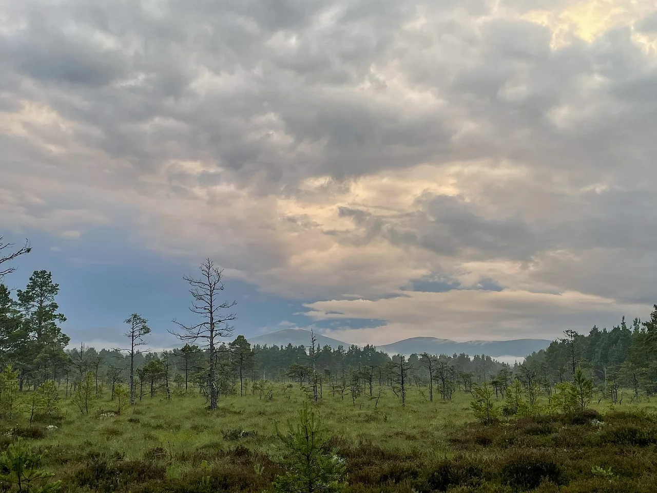 Flat, green heath with scattered young pines and a few bare dead trees; behind them a forest edge, low mountains and a large, grey-white cloudy sky.