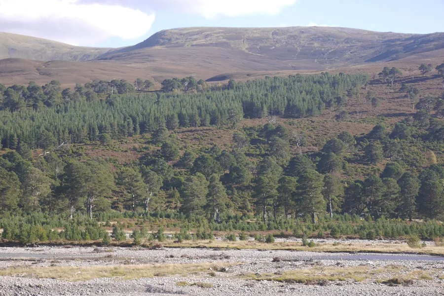A valley with a wide gravel riverbed in the foreground, behind it many young pines among scattered old Scots pines and a bare, brown mountain slope.