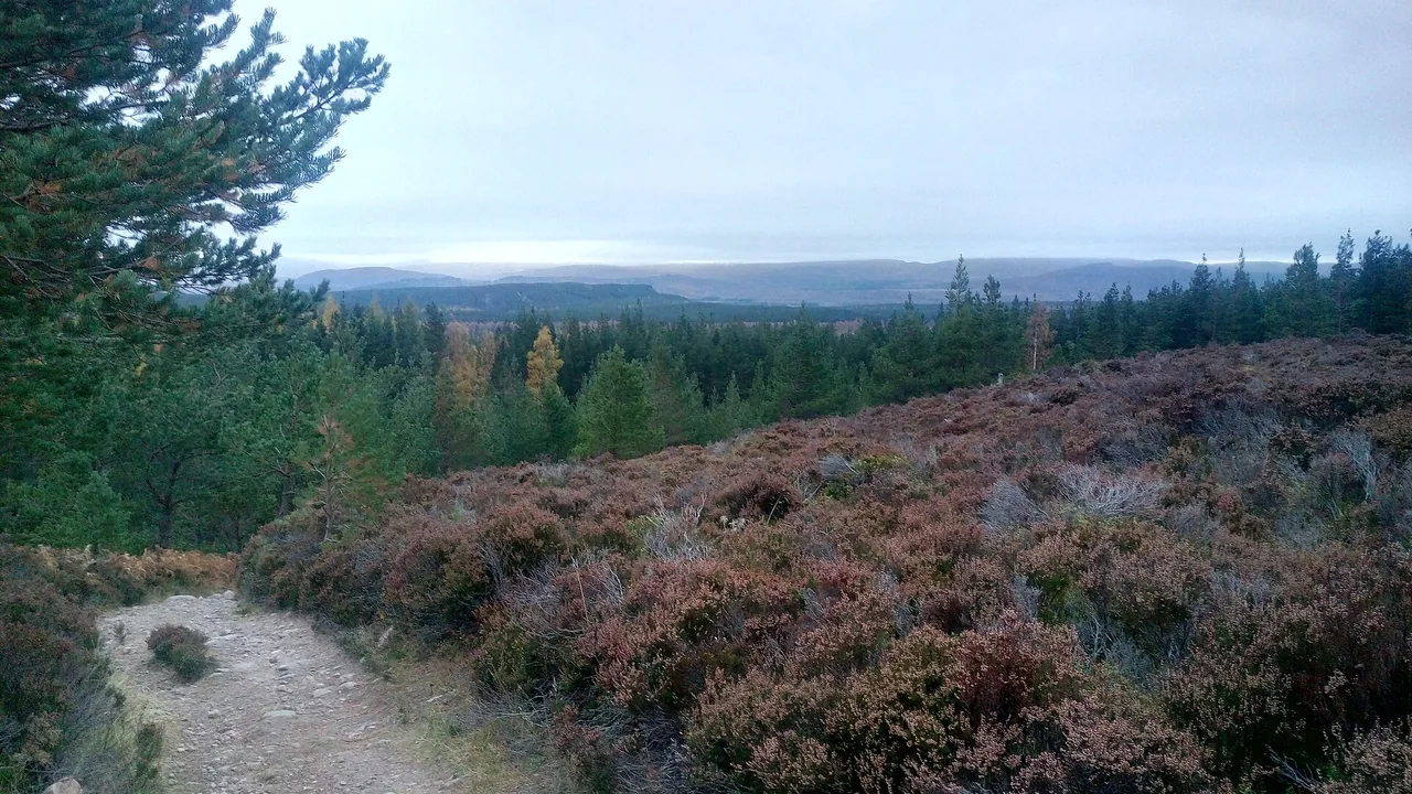 A stony path through flowering heather, with a large pine on the left and in the distance forest and low mountains under a grey sky.
