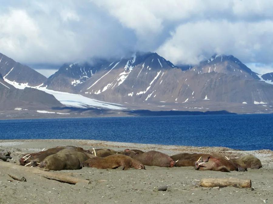 A group of brown walruses with white tusks lies close together on a sandy beach; behind them blue water and mountains with patches of snow.