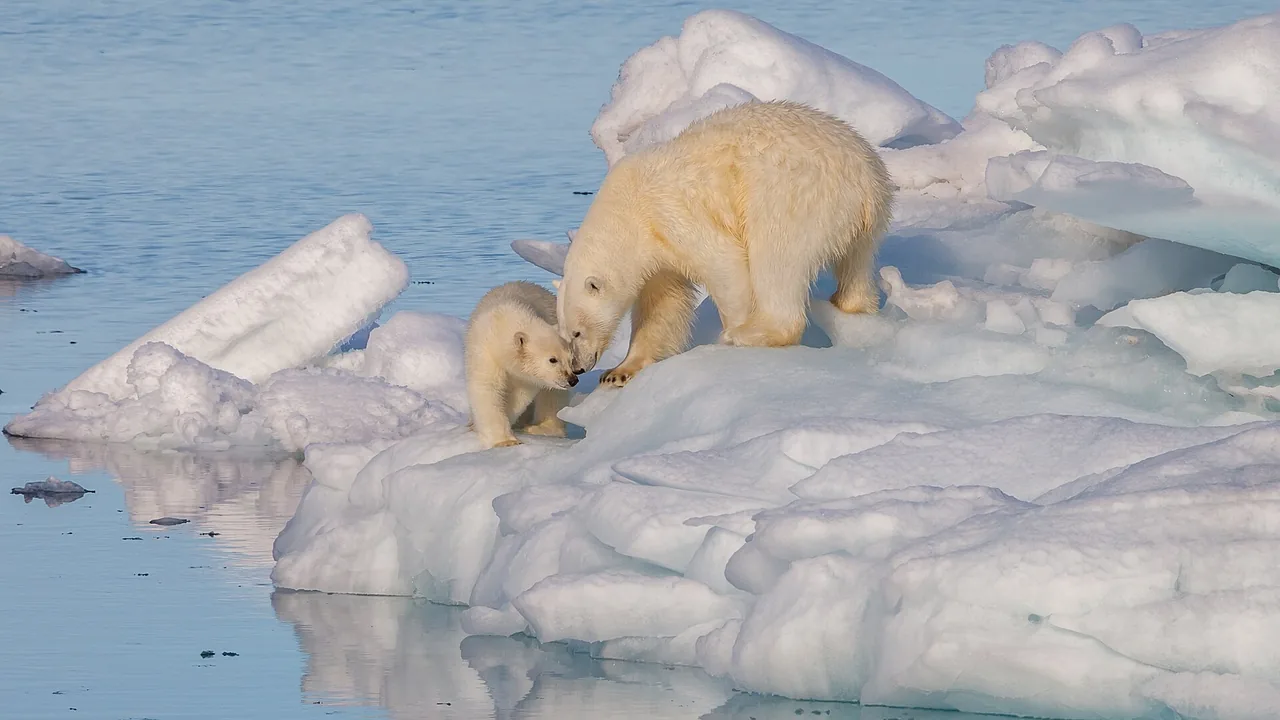 An adult polar bear bends towards a small polar bear cub on a broad ice floe, surrounded by calm blue water.