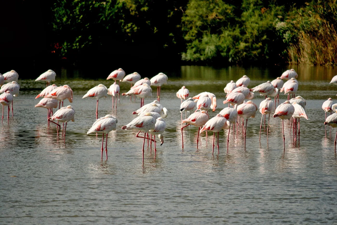 Repos des flamands roses de Camargue, territoire du Parc naturel régional de Camargue, Saintes Maries de la Mer