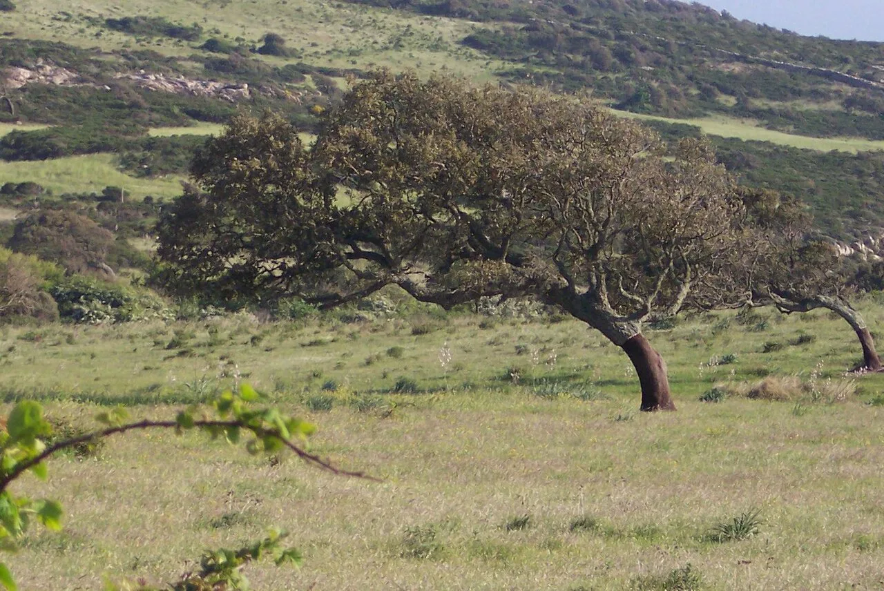 Durch den Mistral geformte Korkeiche (Quercus suber) im Rhonetal