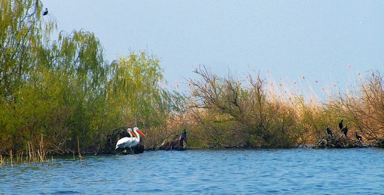 Dalmatian Pelican and Great Cormorant in danube delta.