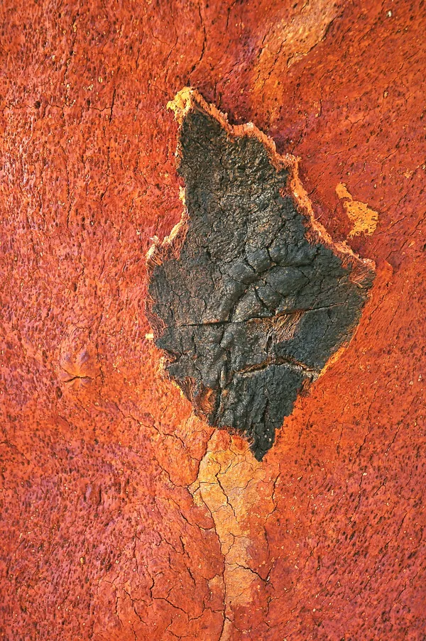 Bark of a cork oak after harvesting, Helechosa de los Montes, Spain.